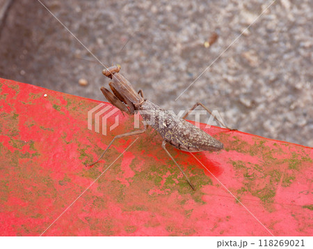赤い木材の上を歩くカマキリ 118269021