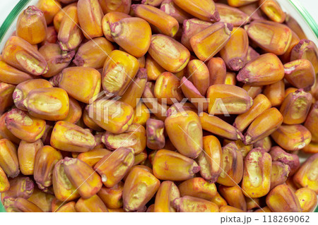 Corn seeds in petri dishes with a red pesticideclose-up. Plant protection concept. Corn in Petri dishes in the laboratory on the test. 118269062