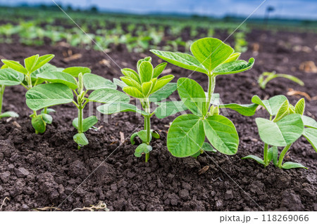 Fresh green soy plants on the field in spring. Rows of young soybean plants Fresh green soy plants on the field in spring. Rows of young soybean plants 118269066
