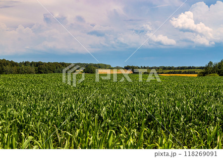 Green field of young corn with clean rows Green field of young corn with clean rows 118269091