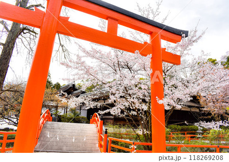 【春の京都観光】下鴨神社の境内の鳥居と満開のサクラ【パワースポットとお花見】 【春の京都観光】下鴨神社の境内の鳥居と満開のサクラ【パワースポットとお花見】 118269208
