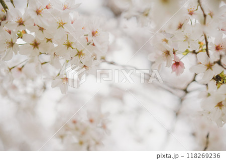 満開に咲いた桜の花 118269236