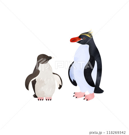 マカロニペンギンの雛と成鳥。水彩風イラスト。 118269342