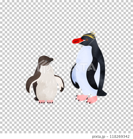 マカロニペンギンの雛と成鳥。水彩風イラスト。 118269342