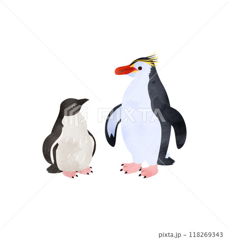ロイヤルペンギンの雛と成鳥。水彩風イラスト。 118269343