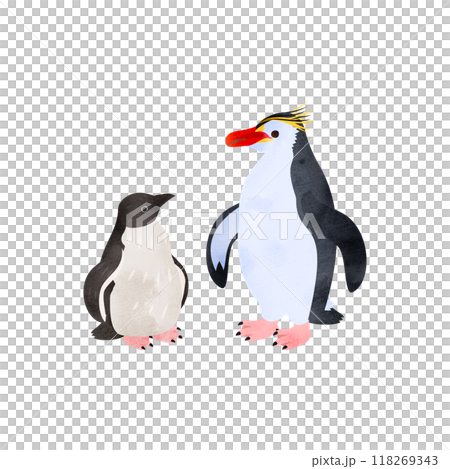 ロイヤルペンギンの雛と成鳥。水彩風イラスト。 118269343