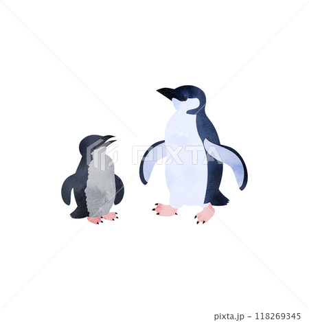 コガタペンギン（リトルペンギン、フェアリーペンギン）の雛と成鳥。水彩風イラスト。 118269345