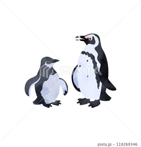 ケープペンギン（アフリカペンギン）の雛と成鳥。水彩風イラスト。 118269346