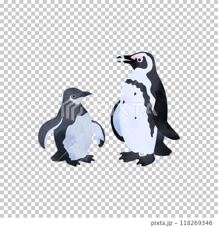 African penguin chicks and adults. Watercolor style illustration. 118269346