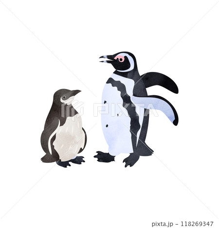 マゼランペンギン（パタゴニアペンギン）の雛と成鳥。水彩風イラスト