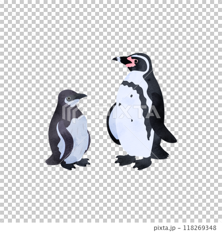 Humboldt penguin chick and adult. Watercolor style illustration. 118269348