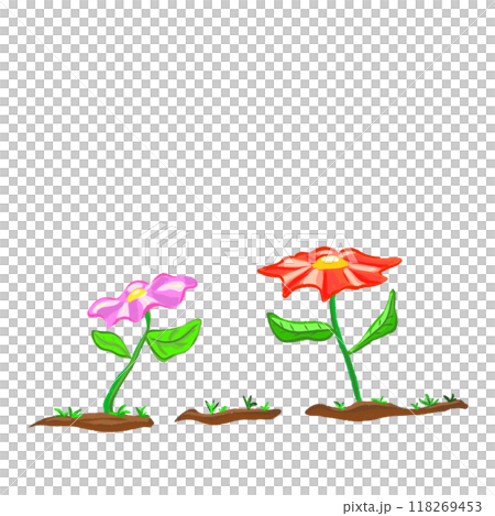 Two pink and red flowers on the ground isolated, plant background illustration 118269453