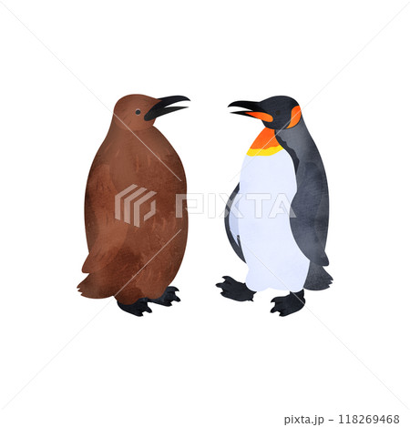 オウサマペンギン(キングペンギン)の雛と成鳥。水彩風イラスト。 オウサマペンギン(キングペンギン)の雛と成鳥。水彩風イラスト。 118269468