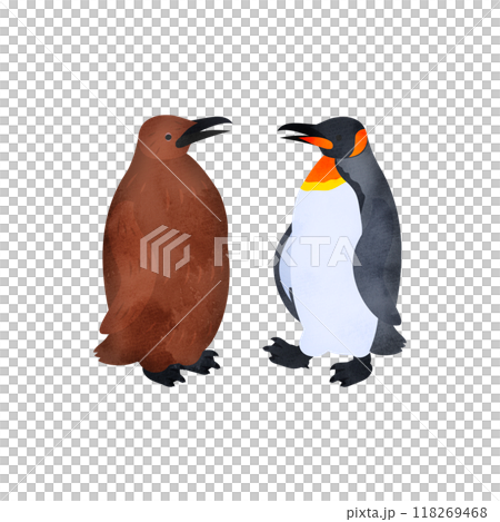 オウサマペンギン(キングペンギン)の雛と成鳥。水彩風イラスト。 オウサマペンギン(キングペンギン)の雛と成鳥。水彩風イラスト。 118269468