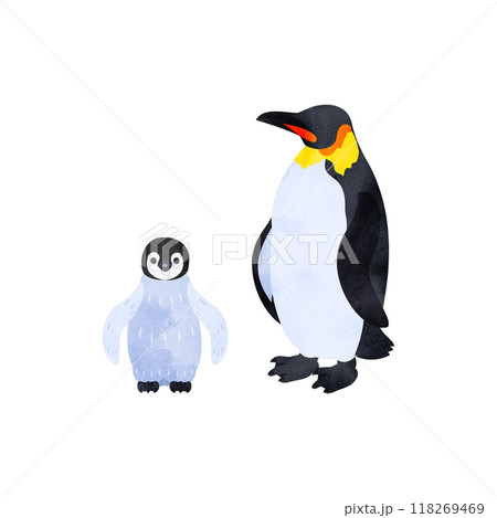 コウテイペンギン（エンペラーペンギン）の雛と成鳥。水彩風イラスト。 118269469