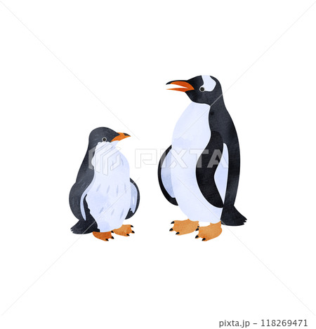 ジェンツーペンギンの雛と成鳥。水彩風イラスト。 118269471