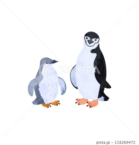ヒゲペンギンの雛と成鳥。水彩風イラスト。 ヒゲペンギンの雛と成鳥。水彩風イラスト。 118269472