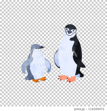 ヒゲペンギンの雛と成鳥。水彩風イラスト。 ヒゲペンギンの雛と成鳥。水彩風イラスト。 118269472