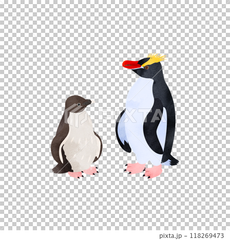 Schroder penguin chicks and adults. Watercolor style illustration. 118269473