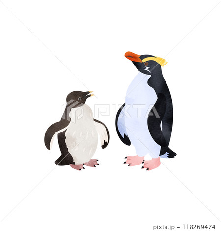 フィヨルドランドペンギン(キマユペンギン、ヴィクトリアペンギン)の雛と成鳥。水彩風イラスト。 フィヨルドランドペンギン(キマユペンギン、ヴィクトリアペンギン)の雛と成鳥。水彩風イラスト。 118269474