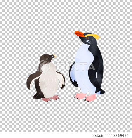 フィヨルドランドペンギン(キマユペンギン、ヴィクトリアペンギン)の雛と成鳥。水彩風イラスト。 フィヨルドランドペンギン(キマユペンギン、ヴィクトリアペンギン)の雛と成鳥。水彩風イラスト。 118269474