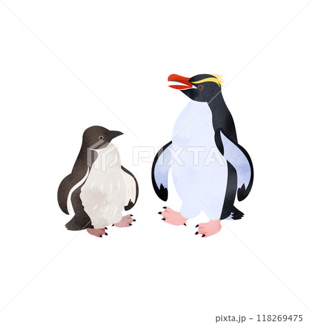 スネアーズペンギン（ハシブトペンギン）の雛と成鳥。水彩風イラスト。 118269475