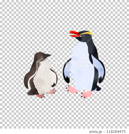 スネアーズペンギン（ハシブトペンギン）の雛と成鳥。水彩風イラスト。 118269475