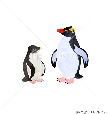 ミナミイワトビペンギンの雛と成鳥。水彩風イラスト。 118269477