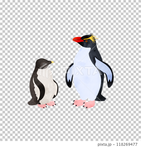 ミナミイワトビペンギンの雛と成鳥。水彩風イラスト。 118269477