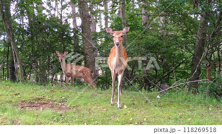 野生のニホンジカ 野生のニホンジカ 118269518