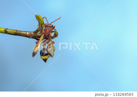 Close up of a red paper wasp on a green leaf. Close up of a red paper wasp on a green leaf. 118269565