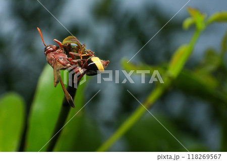 Close up of a red paper wasp on a green leaf. 118269567