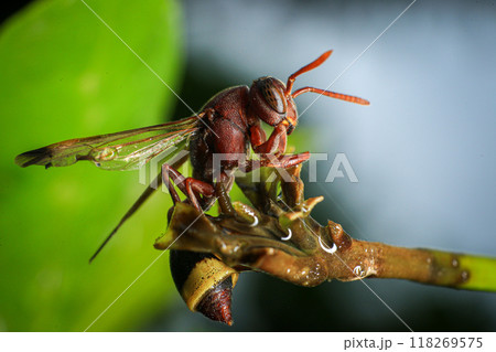 Close up of a red paper wasp on a green leaf. 118269575