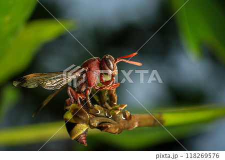 Close up of a red paper wasp on a green leaf. 118269576