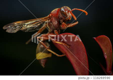Close up of a red paper wasp on a green leaf. 118269590