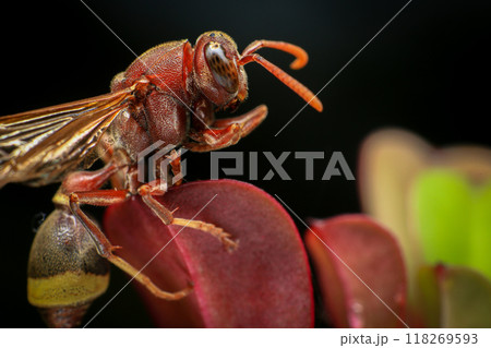 Close up of a red paper wasp on a green leaf. Close up of a red paper wasp on a green leaf. 118269593