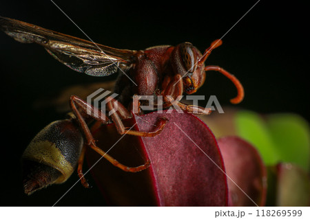 Close up of a red paper wasp on a green leaf. Close up of a red paper wasp on a green leaf. 118269599