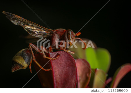Close up of a red paper wasp on a green leaf. Close up of a red paper wasp on a green leaf. 118269600