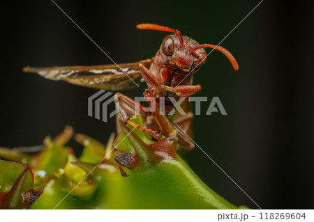 Close up of a red paper wasp on a green leaf. Close up of a red paper wasp on a green leaf. 118269604