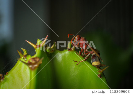 Close up of a red paper wasp on a green leaf. 118269608