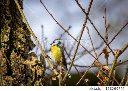 A Colorful Bird Perched Gracefully on Tree Branches Amidst Its Beautiful Natural Habitat 118269801