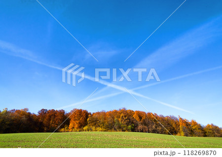 autumn forest, colored trees in the autumn, beautiful Ukrainian landscape of autumn 118269870