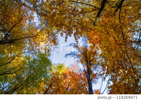 autumn forest, colored trees in the autumn, beautiful Ukrainian landscape of autumn 118269871
