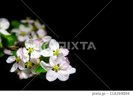 a branch of spring blossoming apple tree on a black background. a branch of spring blossoming apple tree on a black background. 118269894