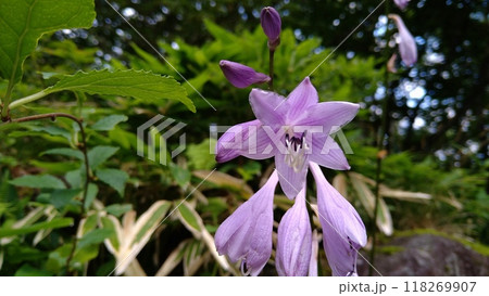 夏の八ヶ岳高原に咲くギボウシの花 夏の八ヶ岳高原に咲くギボウシの花 118269907
