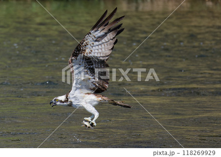 魚を捕獲して運ぶミサゴ 118269929