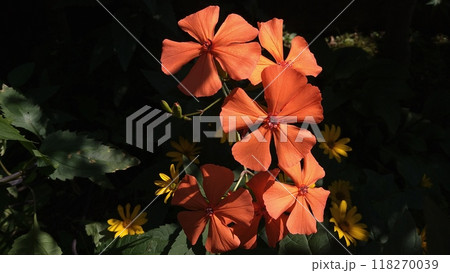 初夏の陽射しの下に咲くフシグロセンノウの花 118270039