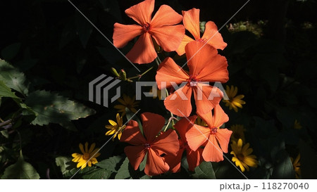 初夏の陽射しの下に咲くフシグロセンノウの花 初夏の陽射しの下に咲くフシグロセンノウの花 118270040
