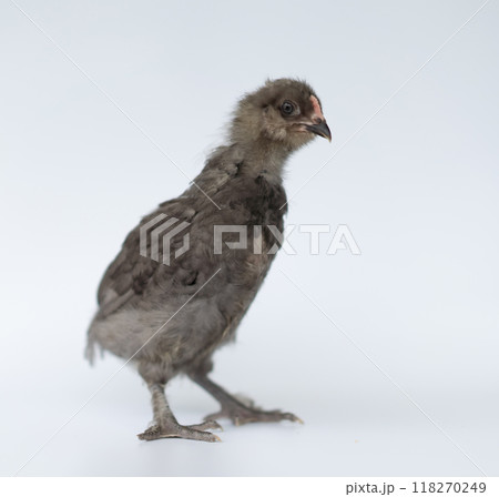 Brown color of little chick standing on a white background. 118270249