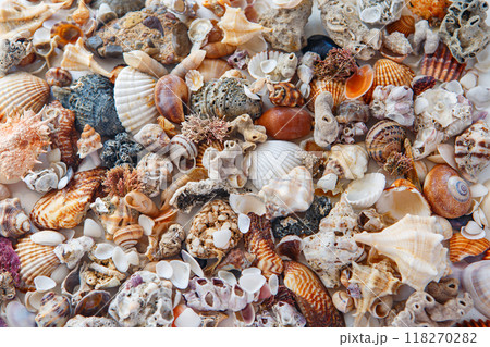 background of sea shells of different colors. many multi-colored shells. 118270282